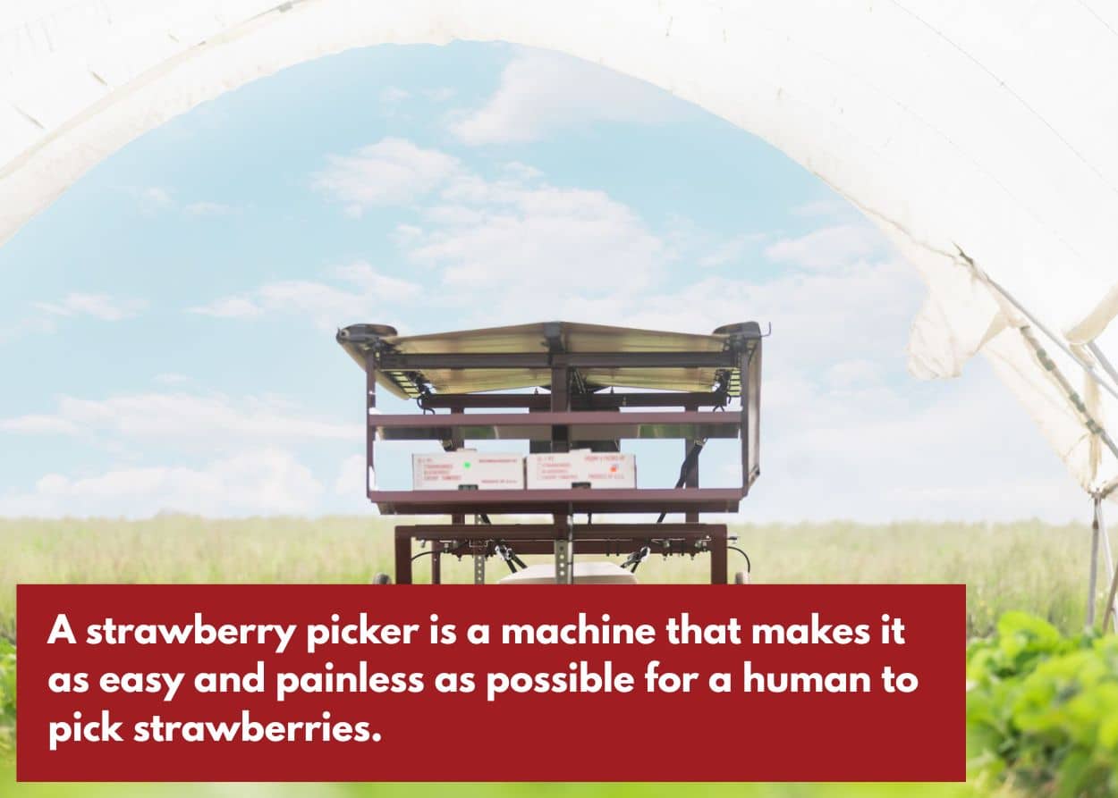 Strawberry picker machine. Caption: A strawberry picker is a machine that makes it as easy and painless as possible for a human to pick strawberries.